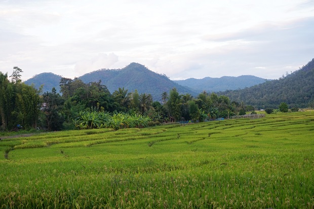 พื้นที่ทางการเกษตรในขุนยวม.jpg