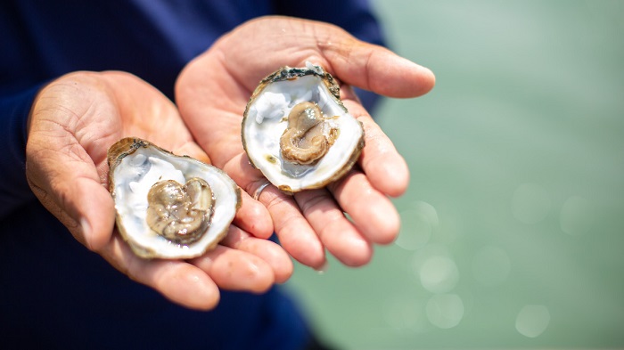 ภาพประกอบข่าวเพิ่มเติม_Oyster_01.jpg