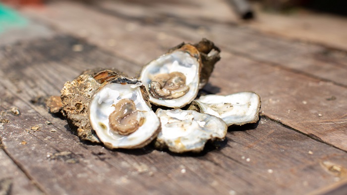ภาพประกอบข่าวเพิ่มเติม_Oyster_02.jpg