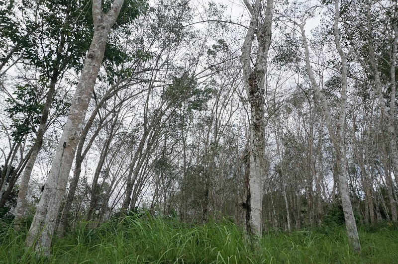 สวนยางพาราที่พบปัญหาใบร่วงชนิดใหม่.jpg