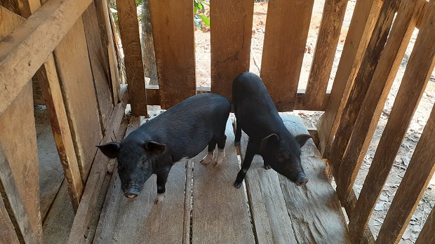 หมูดอย.jpg
