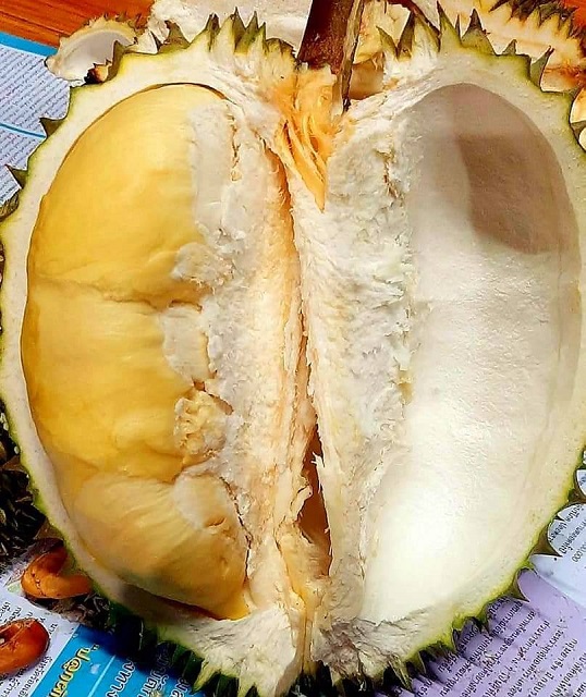 เนื้อทุเรียนสวย-02.jpg