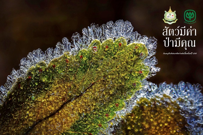 10รางวัลเกียรติยศ-และยอดเยี่ยม_Hoar-Forst-.jpg