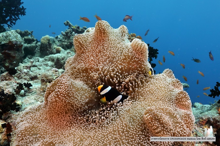 8_S_UN-Ocean-Decade-WESTPAC_0.jpg