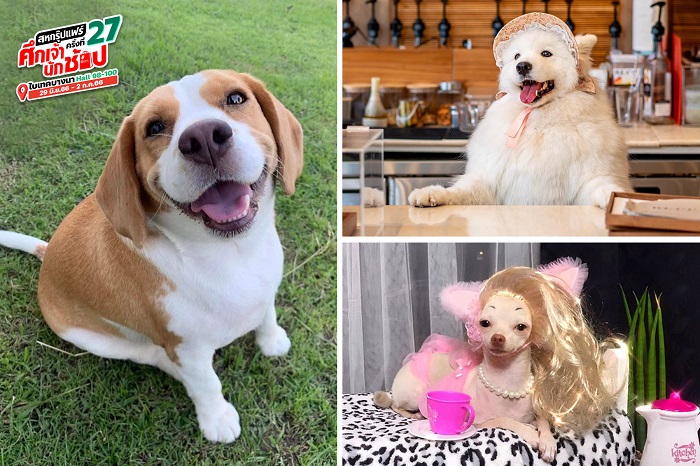 all-DOG-Celebrity-re1.jpg