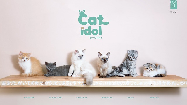 Cat-Idol-PR.jpg