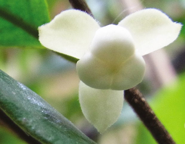 chulabhorniana1.jpg