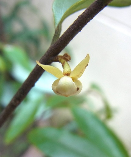 chulabhorniana2.jpg
