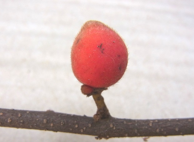 chulabhorniana3-.jpg