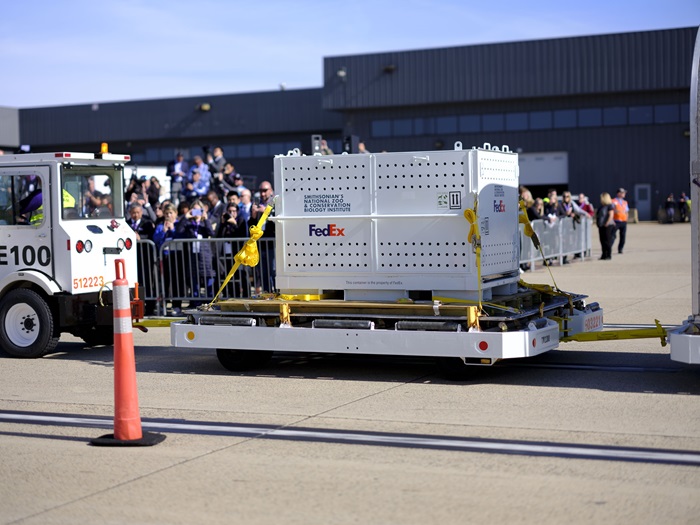 FedEx_panda-4.jpg