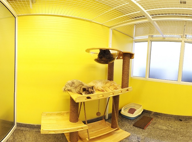 Medical-Cat-Hotel_03.jpg