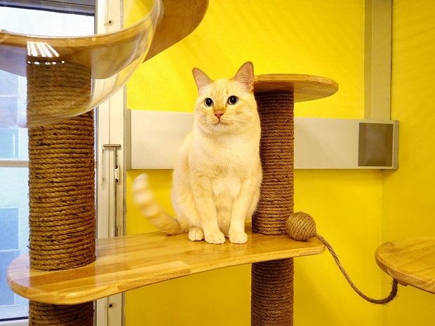 Medical-Cat-Hotel_04.jpg