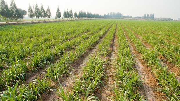 Mitr-Phol-Modern-Farm-2.jpg