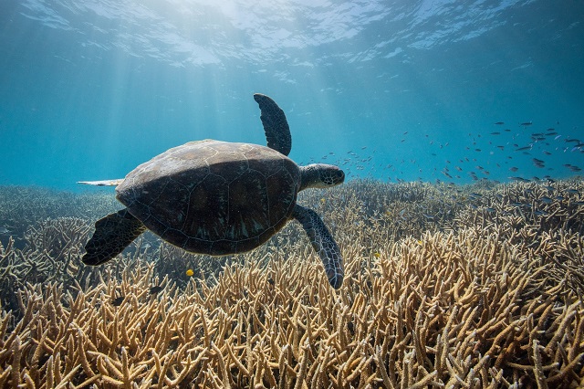 OURPLANET_COASTALSEAS_12_OliverScholey.jpg