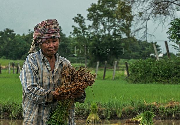 p12-daily-agro.jpg