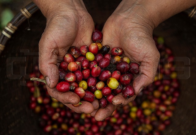 p12-daily-coffee.jpg