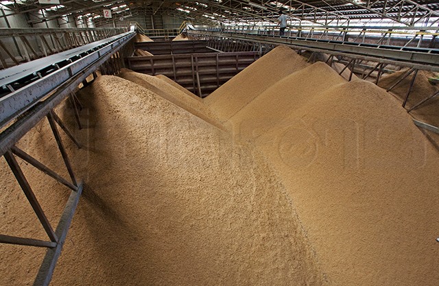 p12-daily-export-goto.jpg