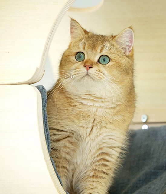 p20-21-weekly-iCattery-02.jpg