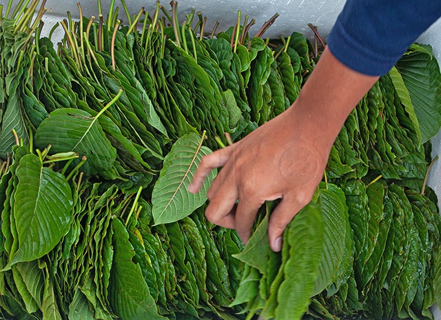 p20-21-weekly-kratom-02.jpg