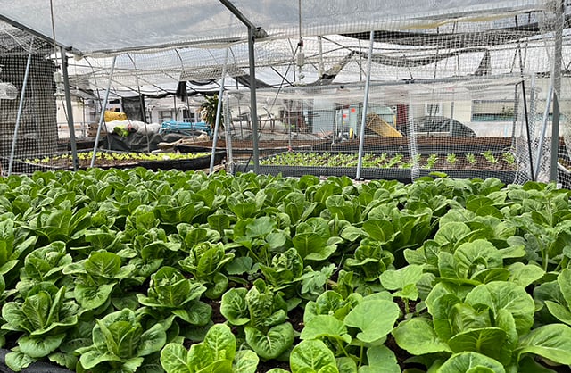 p20-21-weekly-plantable-03.jpg