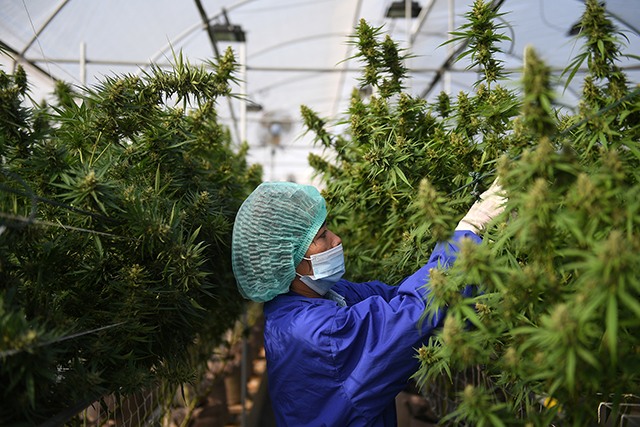 p22-23-weekly-cannabis-01.jpg