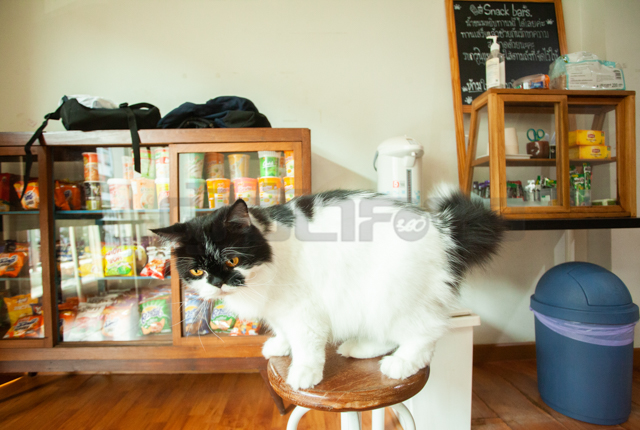 p22-23-weekly-castercafe-03.jpg
