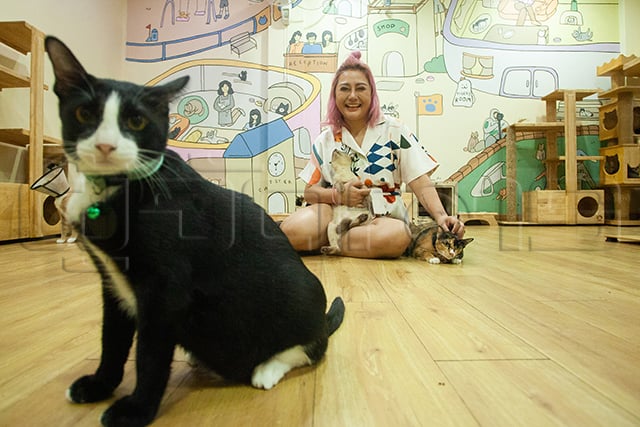 p22-23-weekly-catster-01.jpg