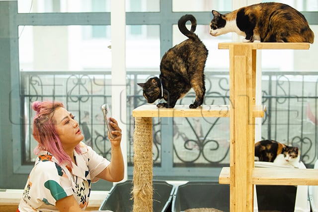 p22-23-weekly-catster-04.jpg