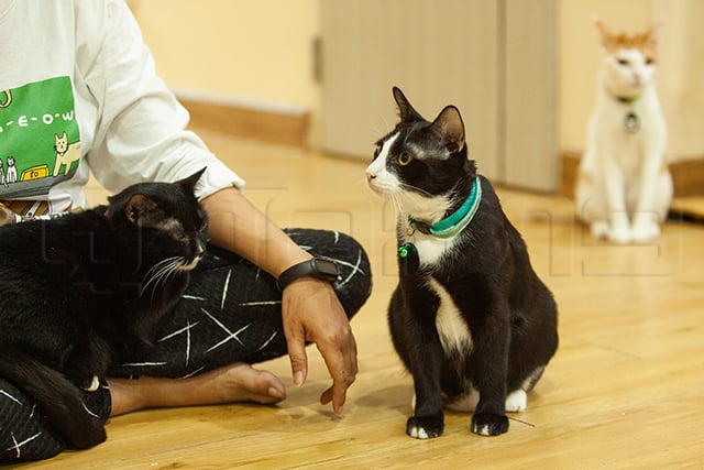 p22-23-weekly-catster-05.jpg