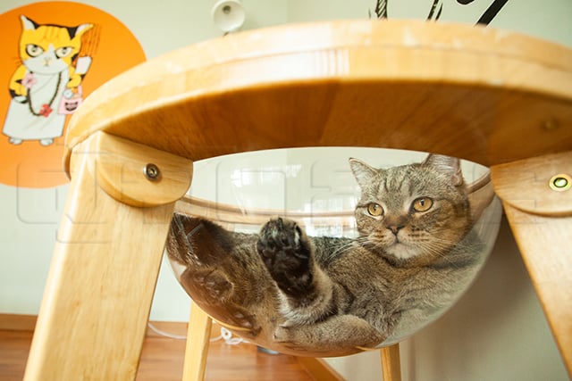 p22-23-weekly-catster-06.jpg