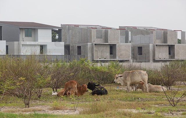 p22-23-weekly-estate-02.jpg