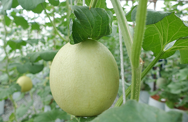 p22-23-weekly-homkajorn-01.jpg