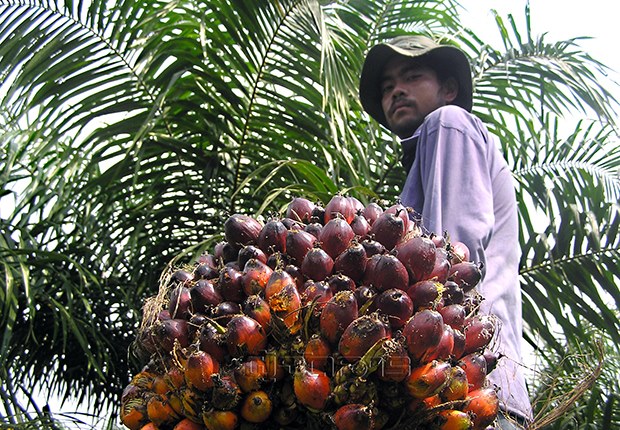 p22-23-weekly-palm-01.jpg