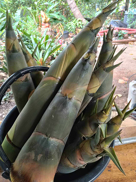 p22-23-weekly-pidthong-06.jpg