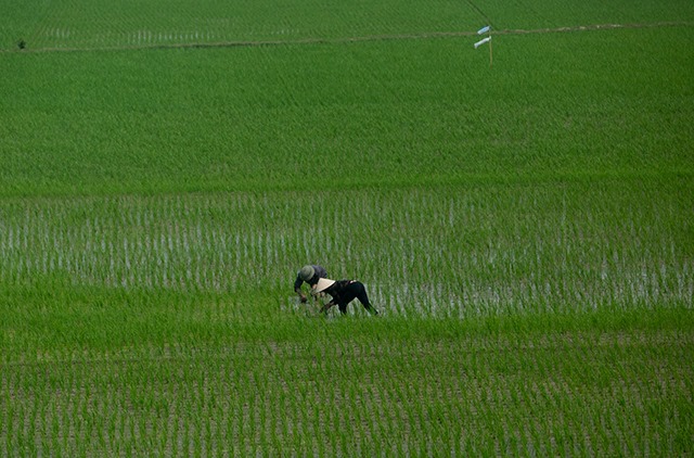 p22-23-weekly-rice-01.jpg
