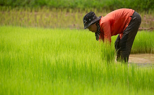 p22-23-weekly-rice-01.jpg
