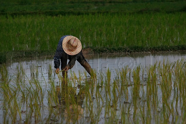 p22-23-weekly-rice-02.jpg