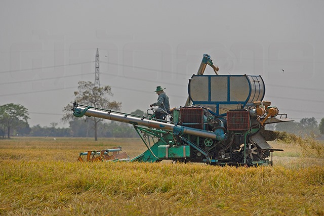 p22-23-weekly-rice-03.jpg