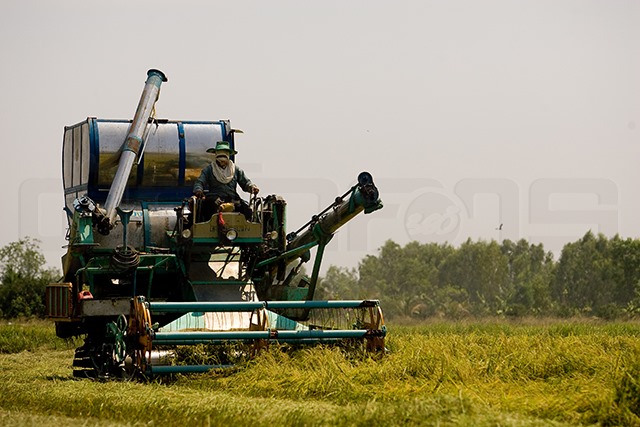 p22-23-weekly-rice-03.jpg