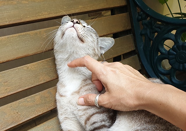 p24-cattherapy.jpg