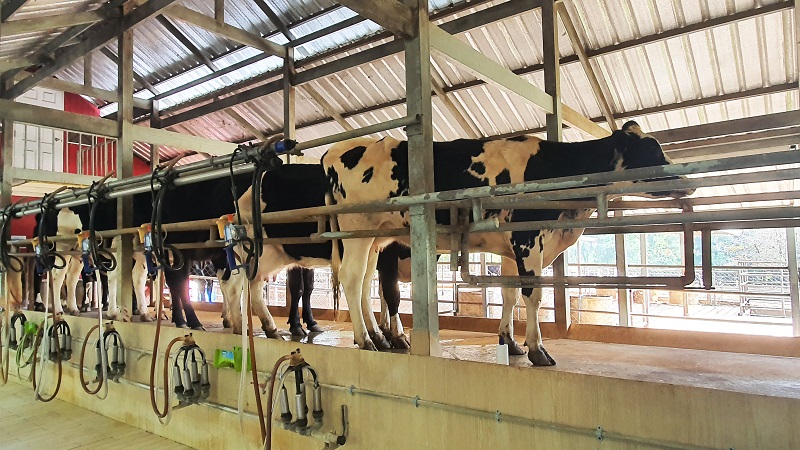 p24-weekly-dairyhome-03.jpg