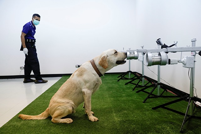 p24-weekly-dogcovid.jpg