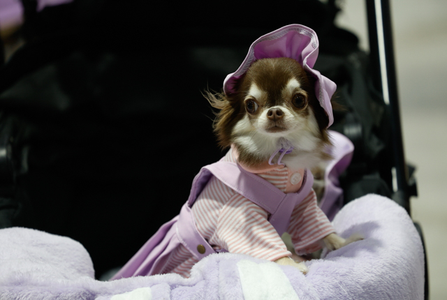 p24-weekly-pet-01.jpg