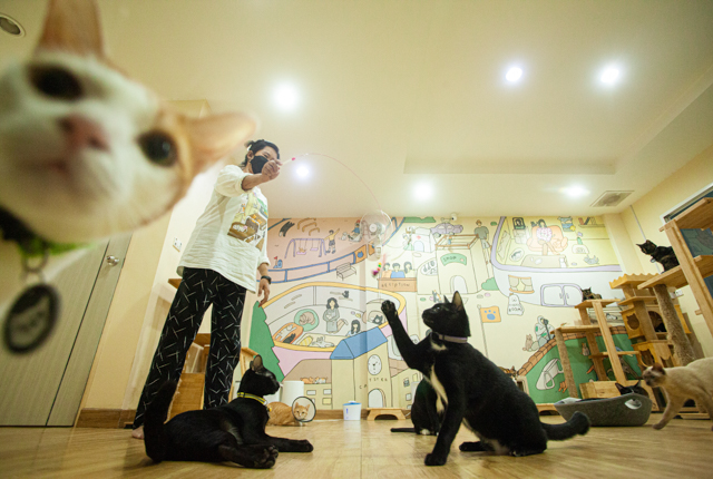 p24-weekly-pet-02.jpg