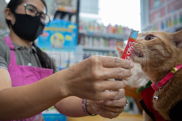 p24-weekly-petfluencer-01.jpg