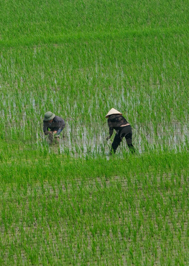 p24-weekly-rice-01.jpg