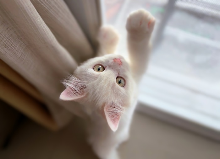 PET1.jpg