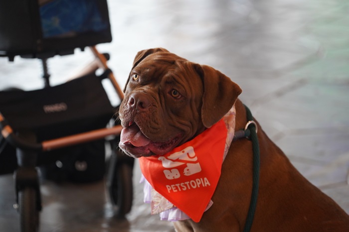 PETSTOPIA-@BRAVO-BKK-7.jpg