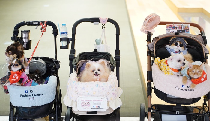 PETSTOPIA-@BRAVO-BKK-8.jpg