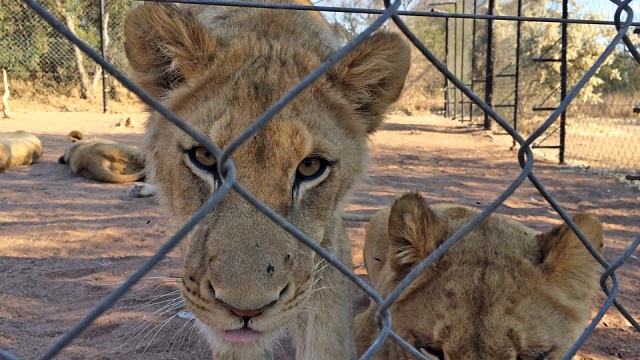Trophy-hunting-1-.jpeg